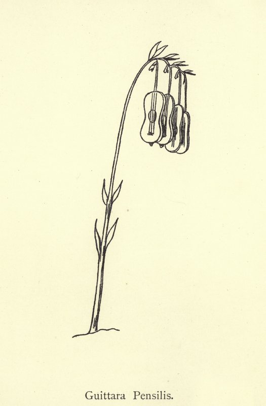 gitar penisi by Edward Lear