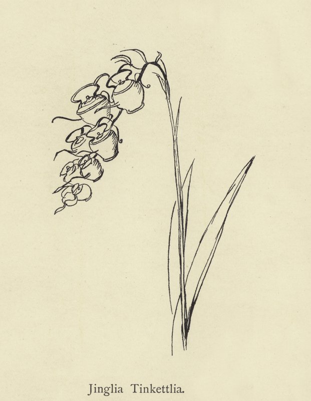 Jinglia Tinkettlia  by Edward Lear