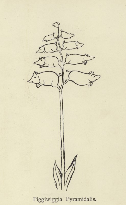 Piggiwiggia piramidalis by Edward Lear