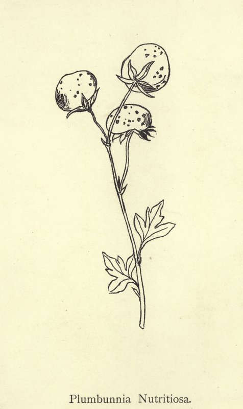 Plumbunnia Nutritiosa  by Edward Lear