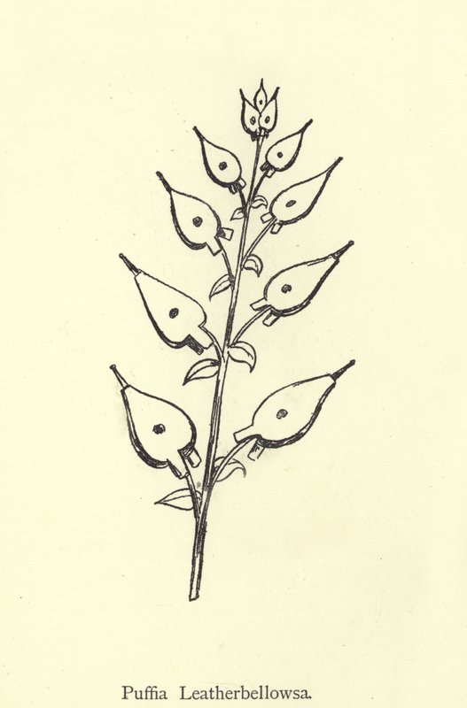 Puffia Leatherbellowsa  by Edward Lear