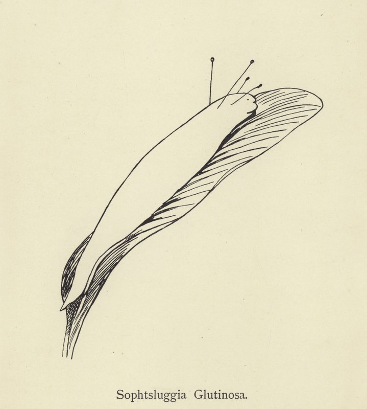 Sophtsluggia Glutinosa by Edward Lear