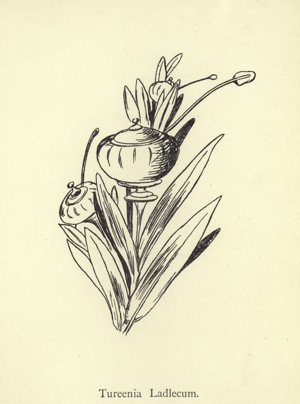 Turenia Ladlecum by Edward Lear