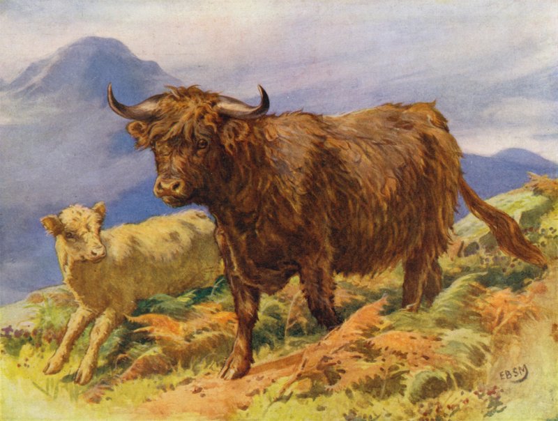 Yayla ineği ve buzağı (renkli lito) by Edward Brice Montefiore