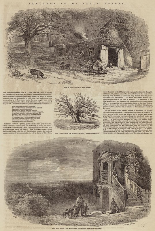 Hainault Ormanı