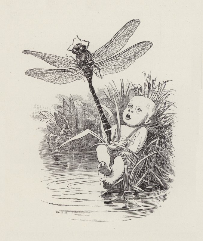 Charles Kingsley