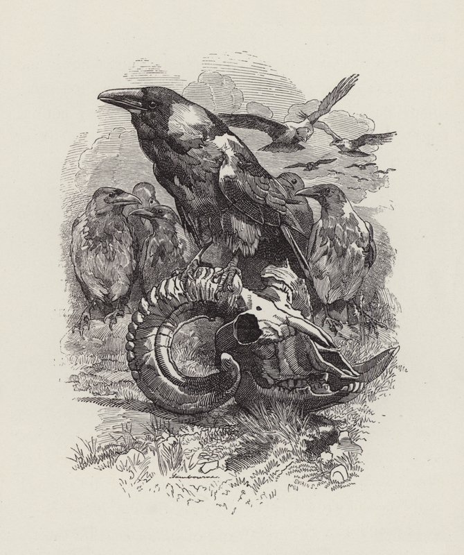 Charles Kingsley