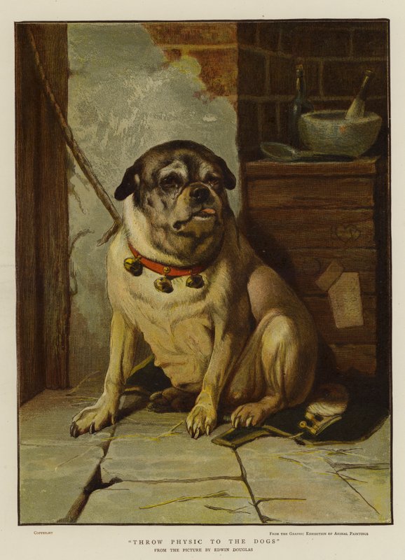 Köpeklere Fizik Atın by Edwin Douglas