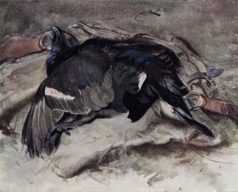 Blackcock  by Edwin John Alexander