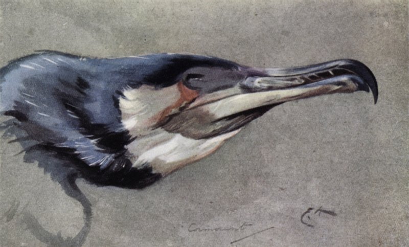 Cormorant  by Edwin John Alexander