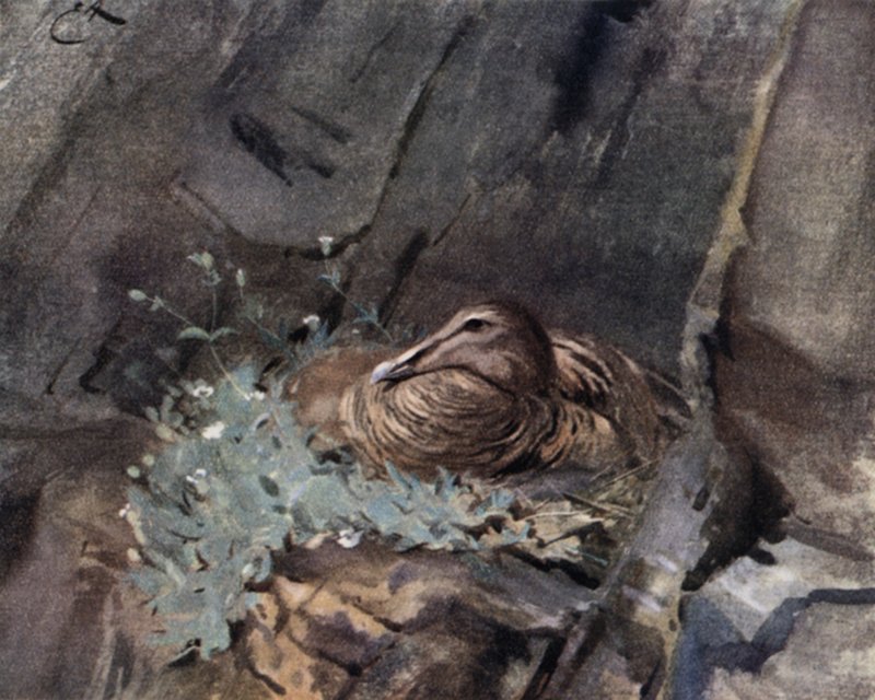 Umusore wumukara ushyigikiwe na gul rki by Edwin John Alexander