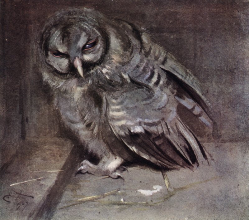 Young brown owl  by Edwin John Alexander