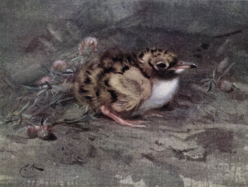 Young tern  by Edwin John Alexander