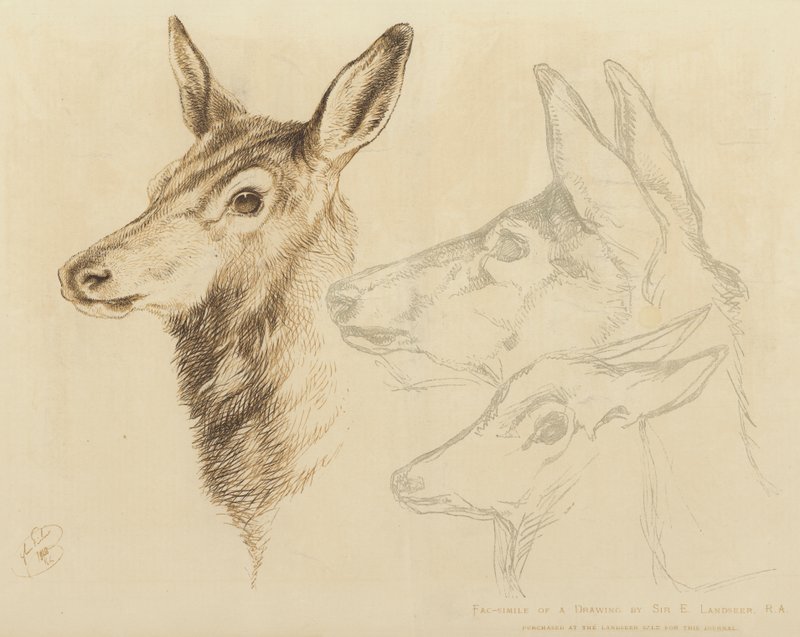 Sir E Landseer, RA tarafından bir Çizimin tıpkıbasımı by Edwin Landseer