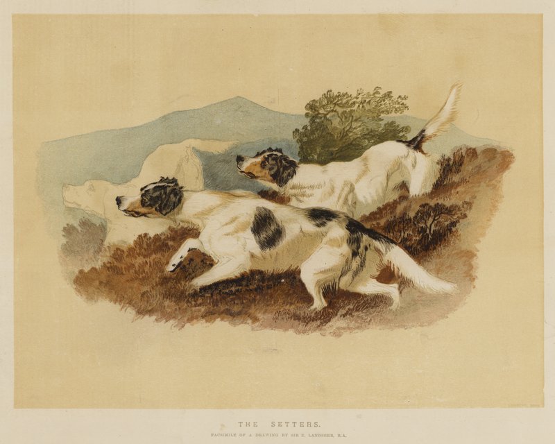 Setterler by Edwin Landseer