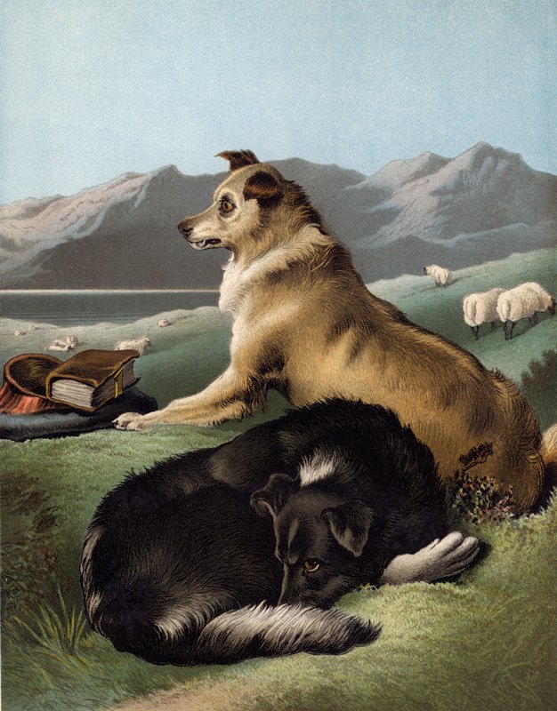 Collie dogs  by Edwin after Landseer