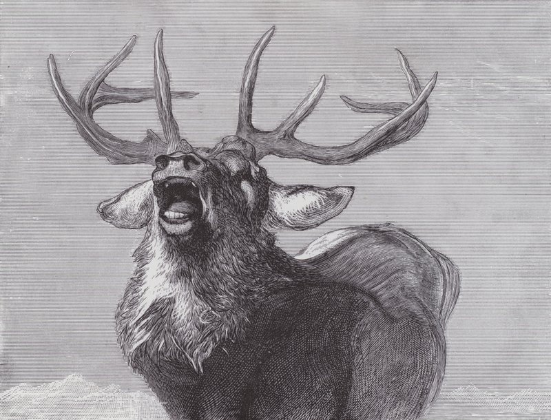 Meydan okuma by Edwin (after) Landseer