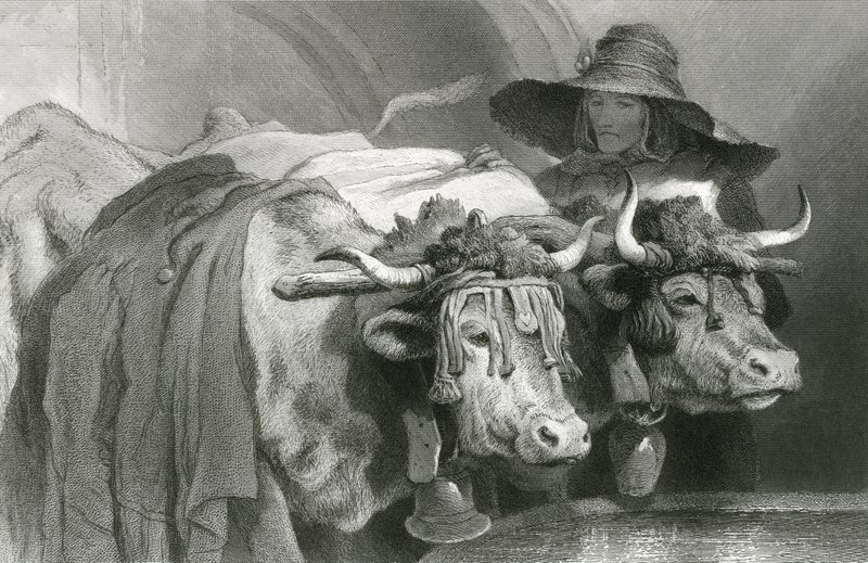 Tankta öküz, Cenevre (gravür) by Edwin (after) Landseer