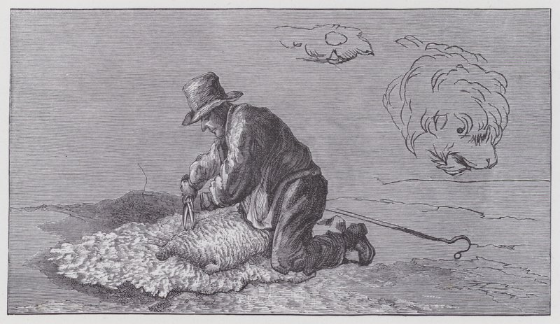 koyun kırkma by Edwin (after) Landseer