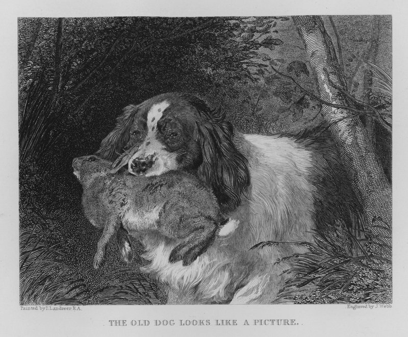 Yaşlı Köpek Bir Resim Gibi Görünüyor (gravür) by Edwin (after) Landseer