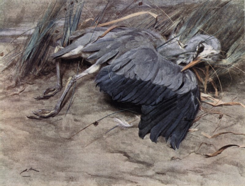 Heron  by Edwin John Alexander