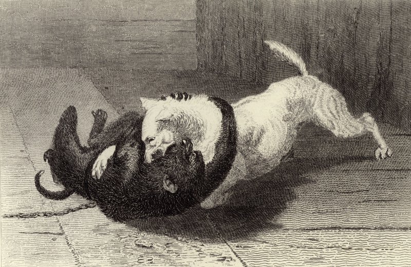 Örnek X, maymunla kavga eden köpek by Edwin Landseer