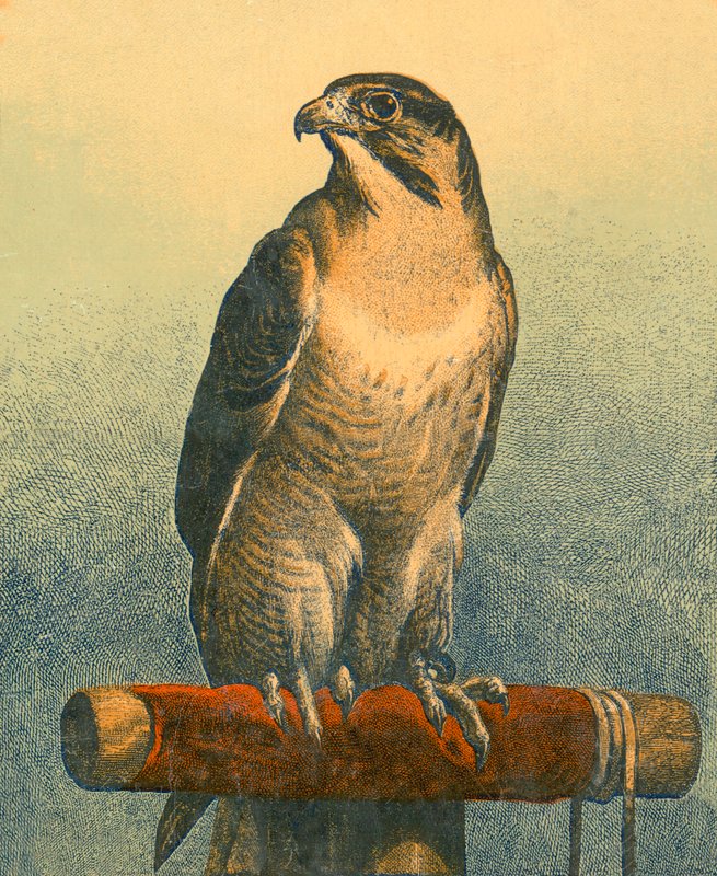 Şahin by Edwin Landseer
