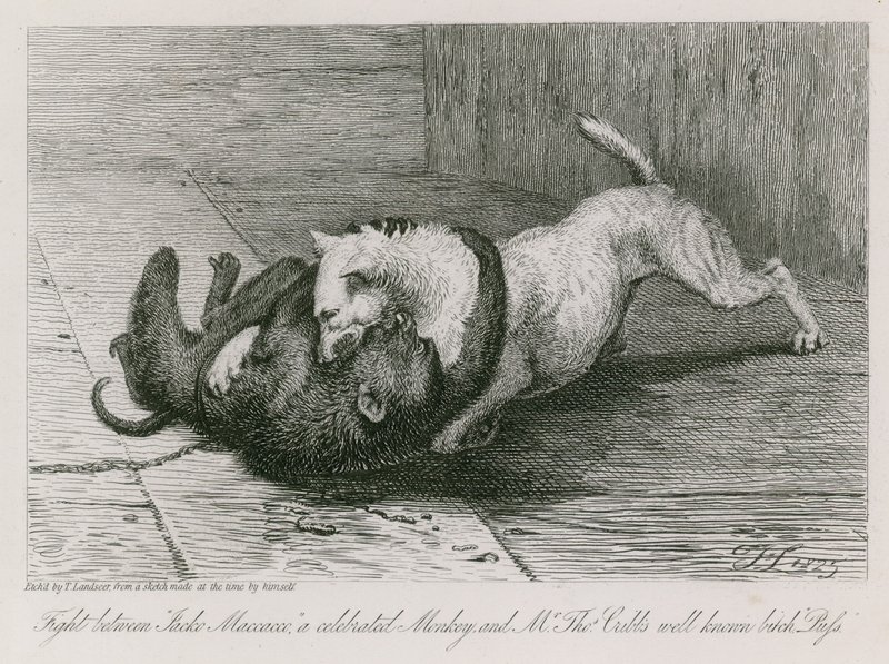 Ünlü bir maymun olan Jacco Macacco ile Bay Thomas Cubb'un iyi bilinen kaltağı Puss arasındaki kavga by Edwin Landseer
