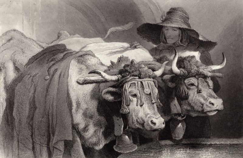 Tankta Öküz, Cenevre, İsviçre by Edwin Landseer