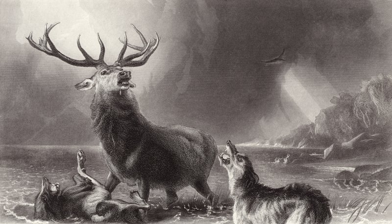 Bay Geyik by Edwin Landseer