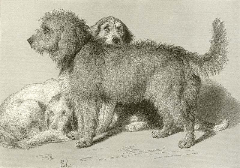 üç köpek by Edwin Landseer