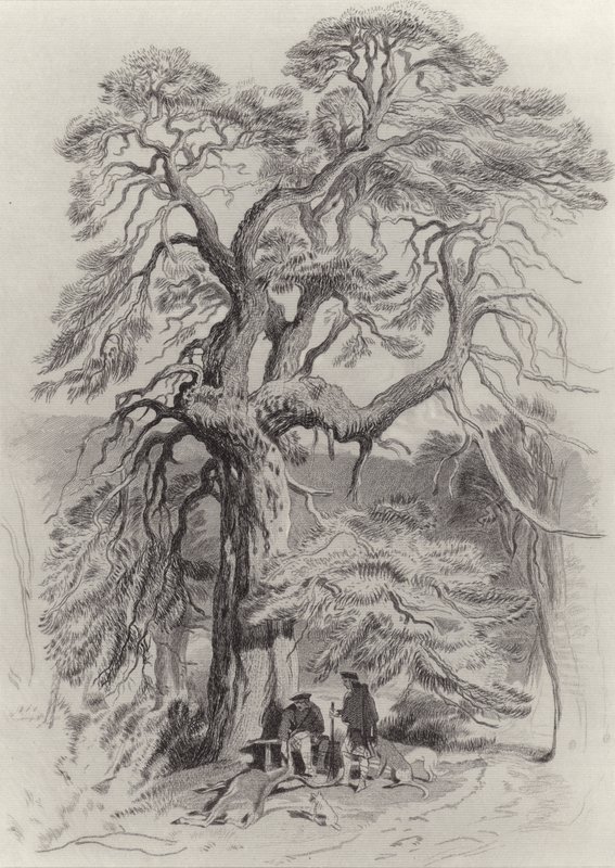 Yaşlı Köknar Ağacının Altında by Edwin Landseer