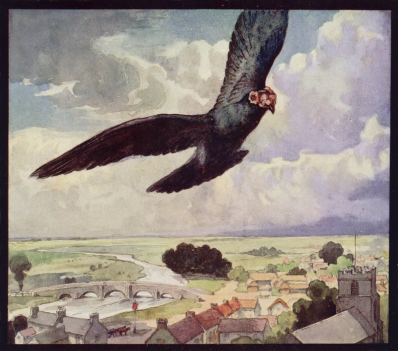 Kanatta Bir Taşıyıcı Güvercin (renkli taş) by Edwin Noble