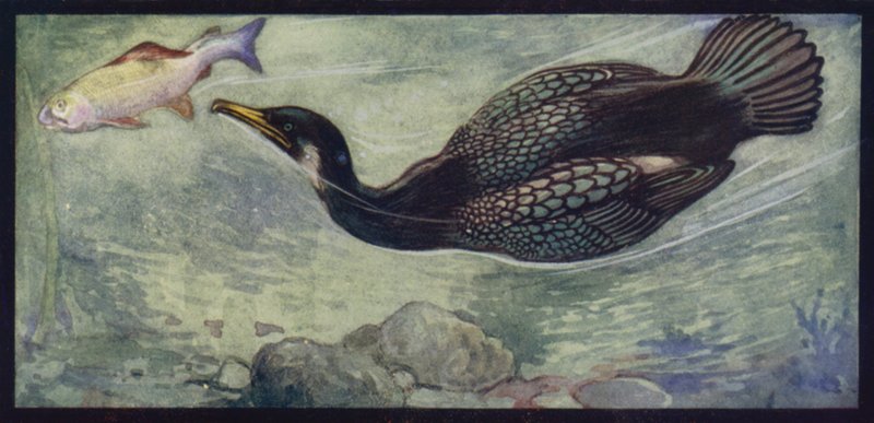 Bir Karabatak ve Avı (renkli taş) by Edwin Noble