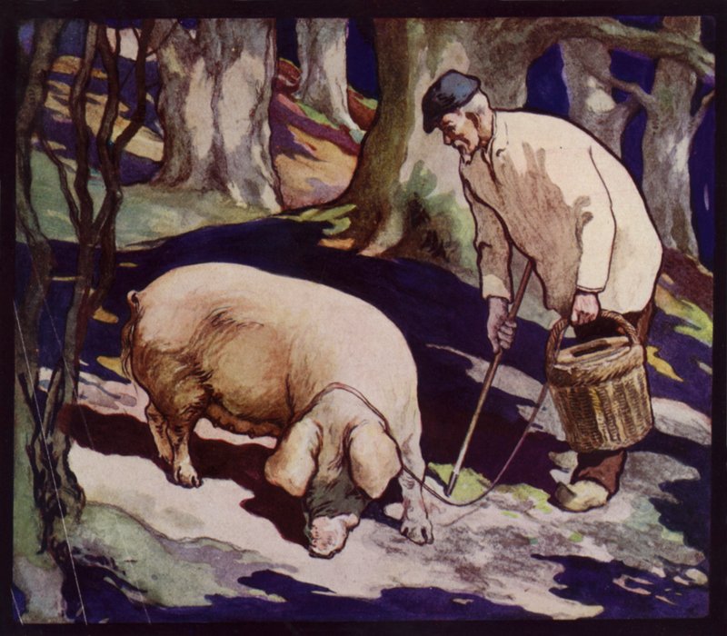 Bir Fransız Trüf Av Domuzu (renkli taş) by Edwin Noble
