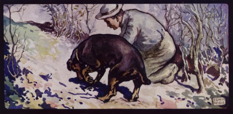 İngiliz Trüf Av Köpeği (renkli taş) by Edwin Noble