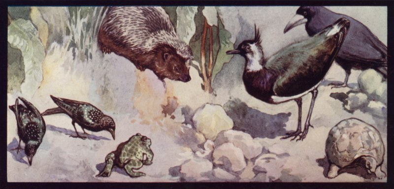 Solucan ve Sümüklüböceğin Düşmanları (renkli taş) by Edwin Noble