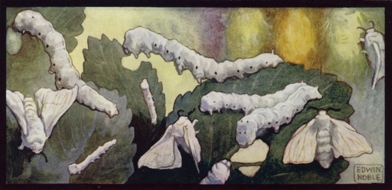 İpekböceği ve Güvelerin Beslenmesi (renkli lito) by Edwin Noble
