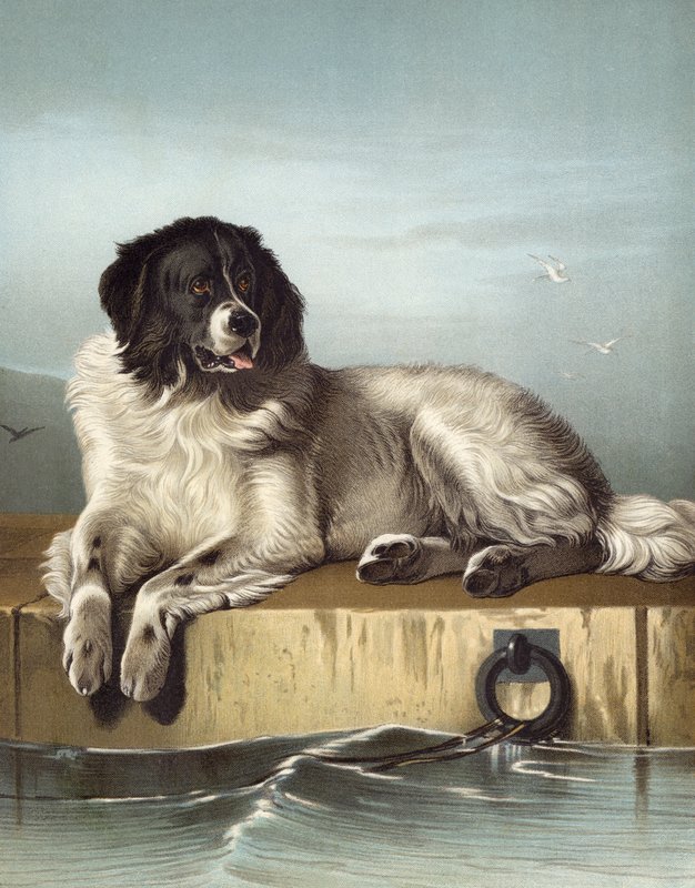 A Distinguished Member Of The Humane Society  by Edwin after Landseer