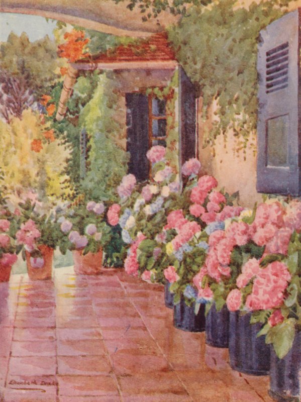  by Elizabeth Drake