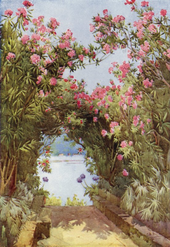 Oleanders, Isola Madre, Maggiore Gölü (renkli taş) by Ella Du Cane