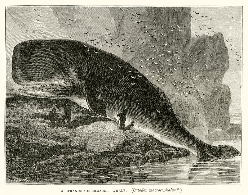 Örgülü Spermaceti Balinası (Catodon Macrocephalus) by English School