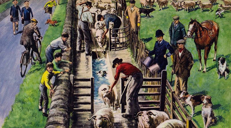 Bir koyun dalışı, İngiltere, 1960