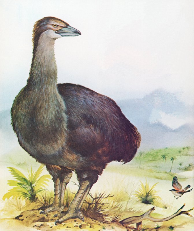 Madagaskar fil kuşu by English School