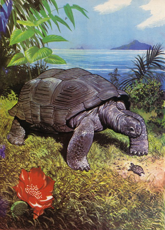 Galapagos Adaları