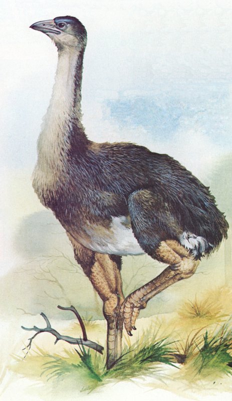 Yeni Zelandalı Moa, Dinornis Maximus, yaklaşık 1850