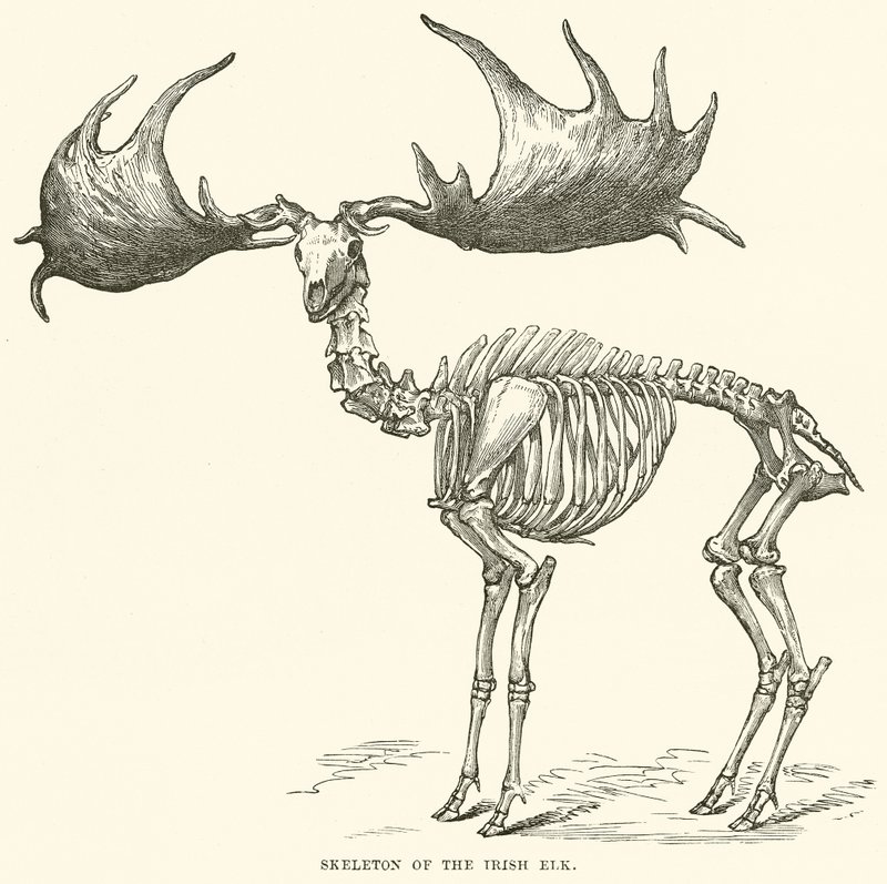 İrlandalı Elk
