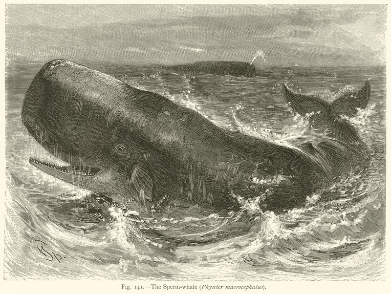 Sperm Balinası (Physeter Macrocephalus) by English School