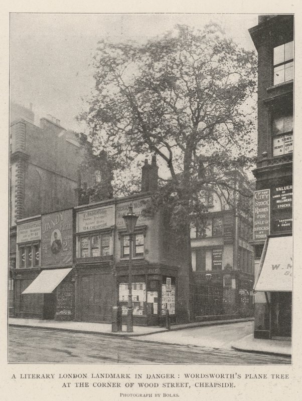 Tehlikede Bir Edebi Londra Dönüm Noktası, Wood Street, Cheapside Köşesinde Wordsworths Çınar Ağacı by English Photographer