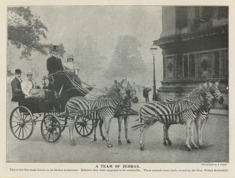 Bir Zebra Takımı by English Photographer